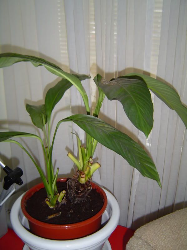 dying peace lily?